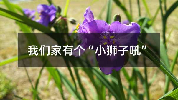 我们家有个“小狮子吼”