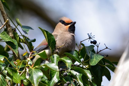 有“范”?单词Swag新含义加入牛津辞典