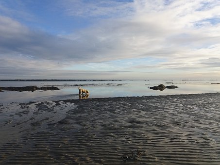 ���꼶Ӣ���²�����Ľ�ѧ��˼